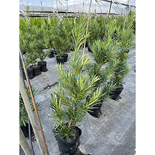 ラカンマキ　20本 ラカンマキ 20本 【公式通販】