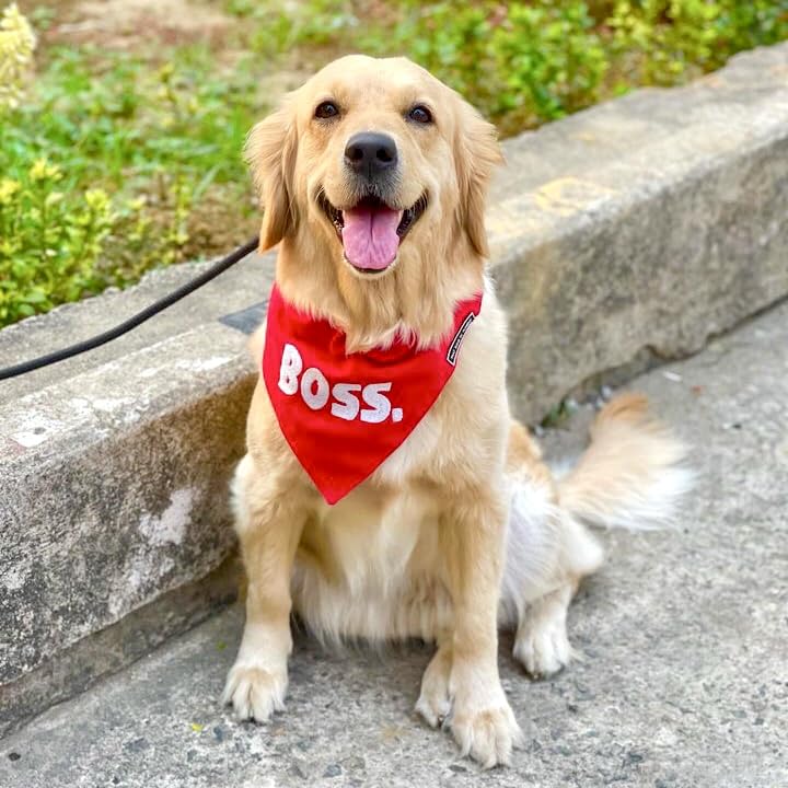 That Dog In Tuxedo BOSS Embroidered Dog Bandana with Adjustable Dog Collar (XL) (B089FY49H1) Amazon Price History, Amazon Price Tracker