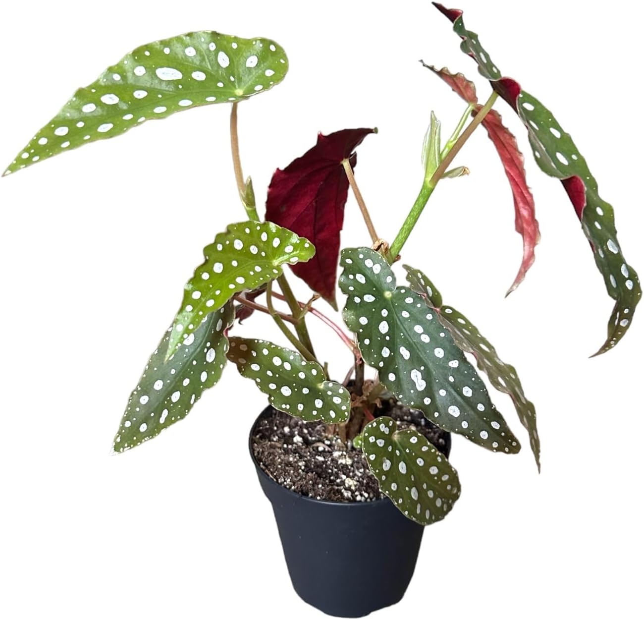 Live Indoor Trending tropicals Begonia Maculata Plant