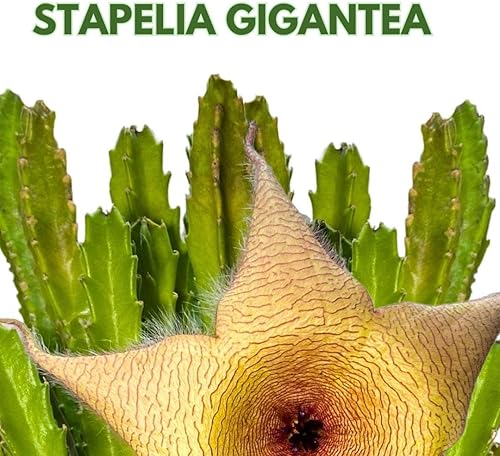 Miniatura 2 de BubbleBlooms Stapelia gigantea, flor gigante de estrella de mar, huernia rara, en maceta de 6 pulgadas