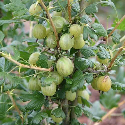 Plant Theory Gooseberry Invicta Fruit Bush Ribes Fruiting Berry Shrub Plant 3L Pot
