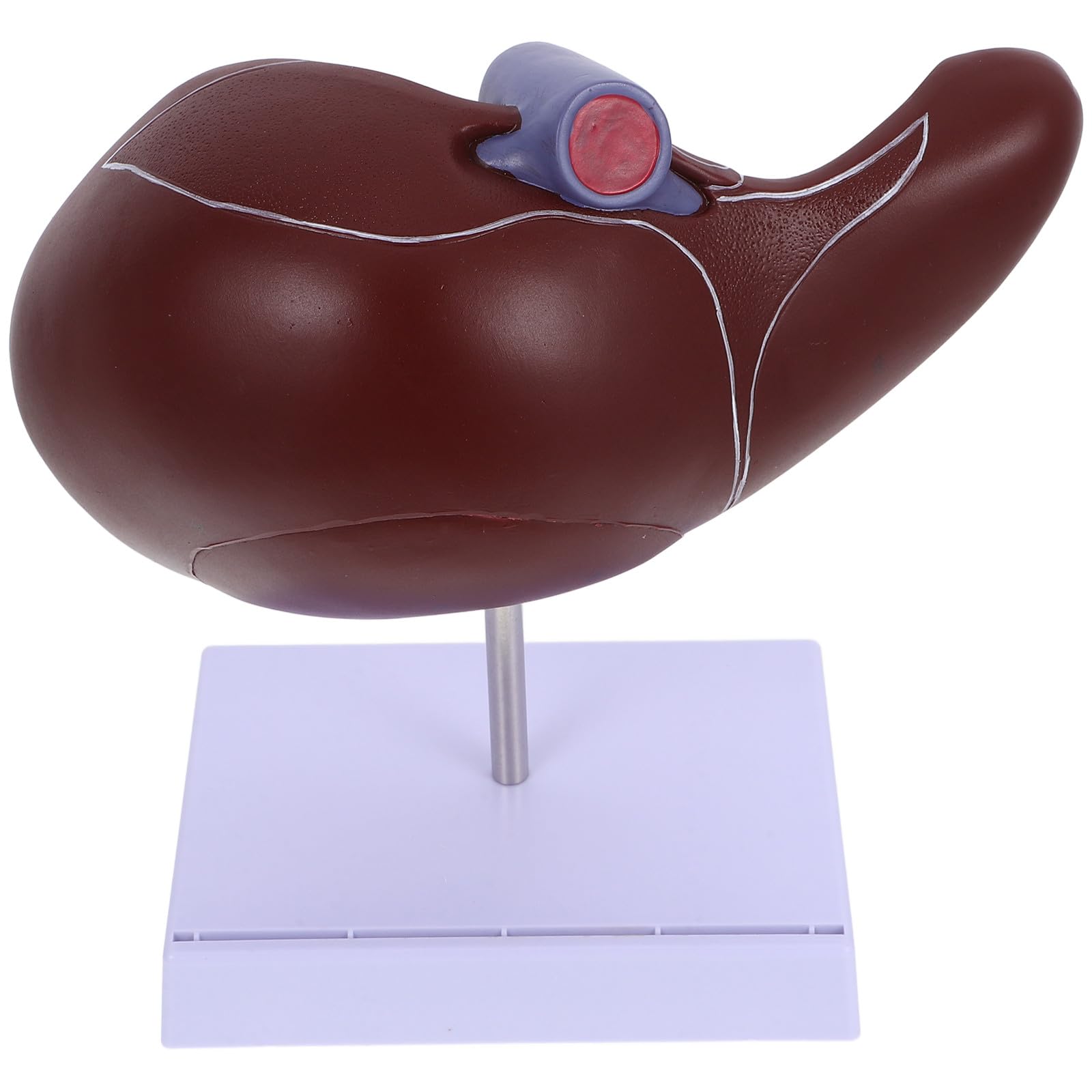 Modèle anatomique du foie Cabilock plastique pour mémoriser l'anatomie - 8