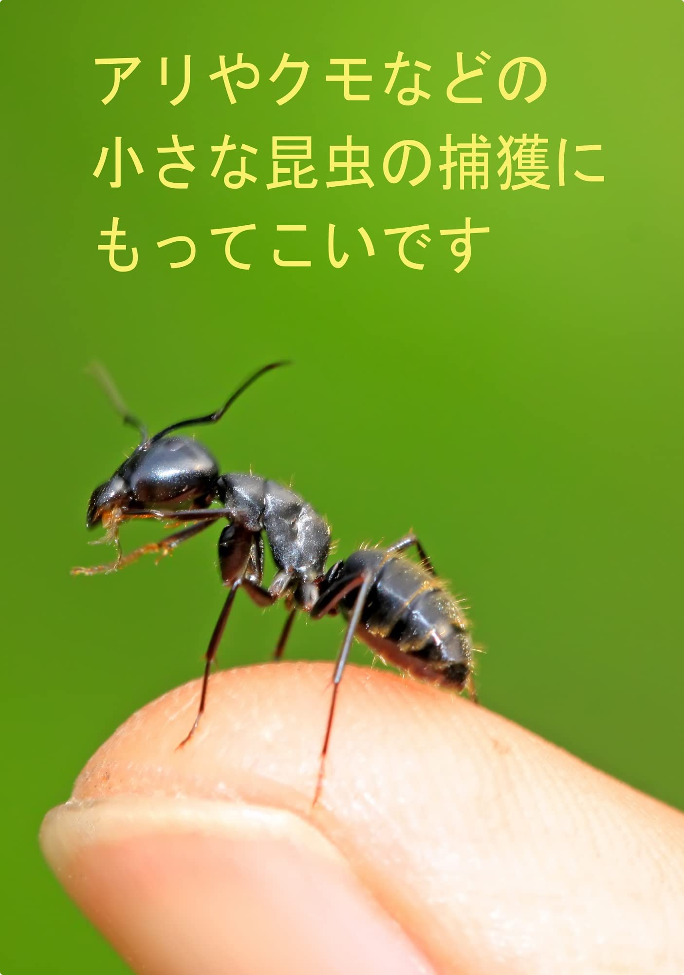 Amazon | YRO 電動吸虫管 小型 軽量 吸虫管 アリの飼育 クモ 小型昆虫