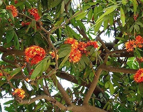 MVKR Live Ashoka Sarka - Sita Ashoka Plant I With Growbag (Pack Of 1 Plant) (B08ZDLQNRC) Amazon Price History, Amazon Price Tracker