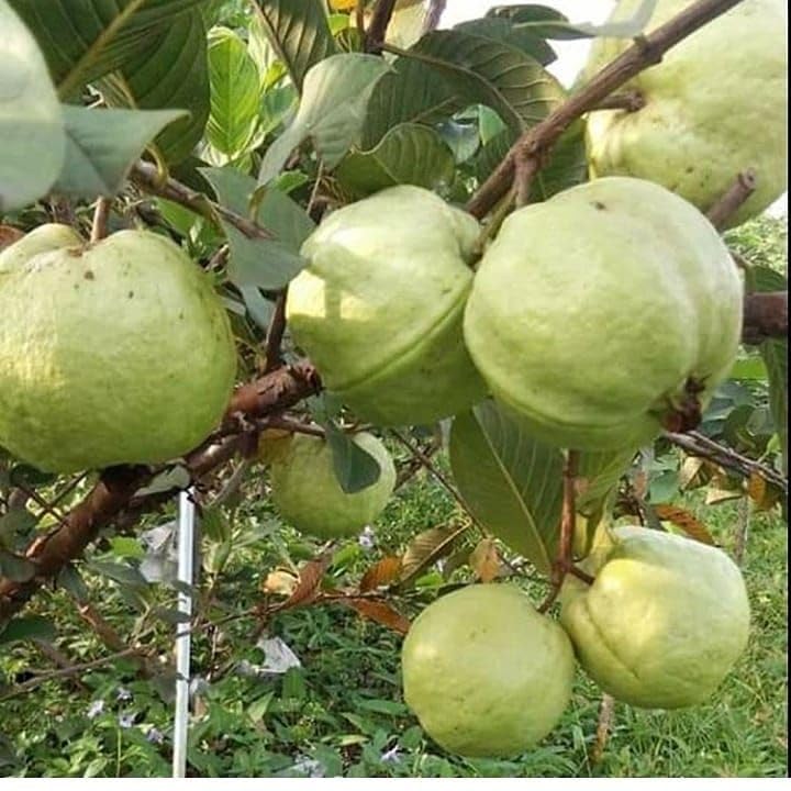 Image of All Season Very Sweet Green Thai 7 Guava baramasi,Rare Varity Thailand Guava Fruit Plants & Tree Bonsai Fruit Plant All Season Fruit Plant(pack of 1),CF SG45