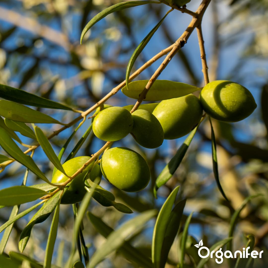 Fertilizante Líquido - 2x1L - Para Olivo - NPK 2-1-8 | Plantas Fuertes Y Hojas Saludables - Organifer