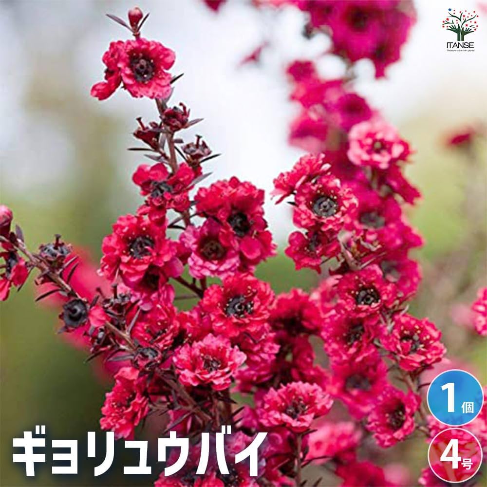 緑の梅の花 1140993_ume-