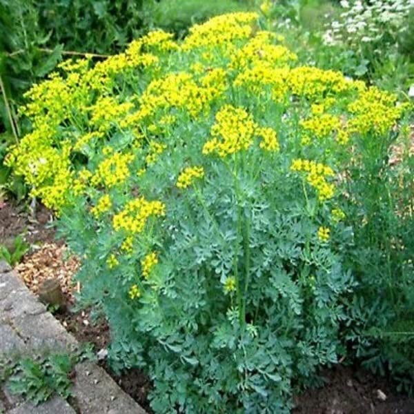 Buy4seeds HERB RUE - Ruta GRAVEOLENS - 80 Seeds - herb of Grace -