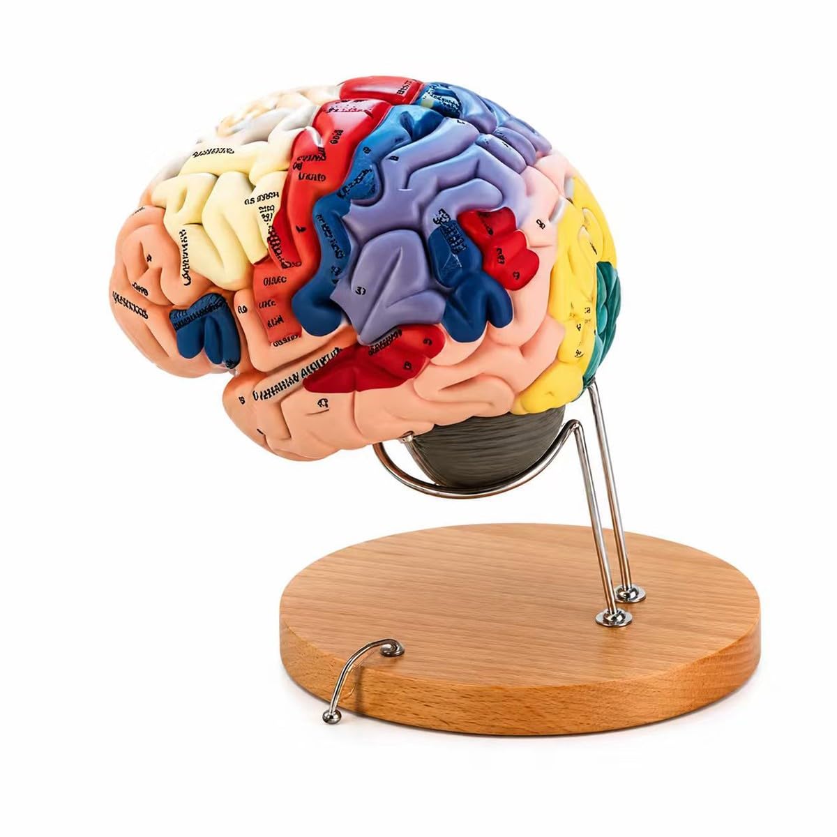 Baannaww Brain Model-Anatomy 4D Brain Model of Brain Model Teaching Human Brain Model Neuroscience Brain Structure Model of Brain Surgery Gifts Detachable 25 * 25 * 15cm