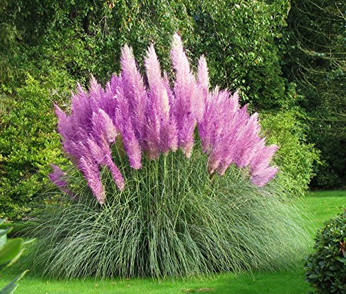 PAMPASGRAS - ca.150 Samen - Cortaderia selloana - Ziergras - der absolute Blickfang in jedem Garten