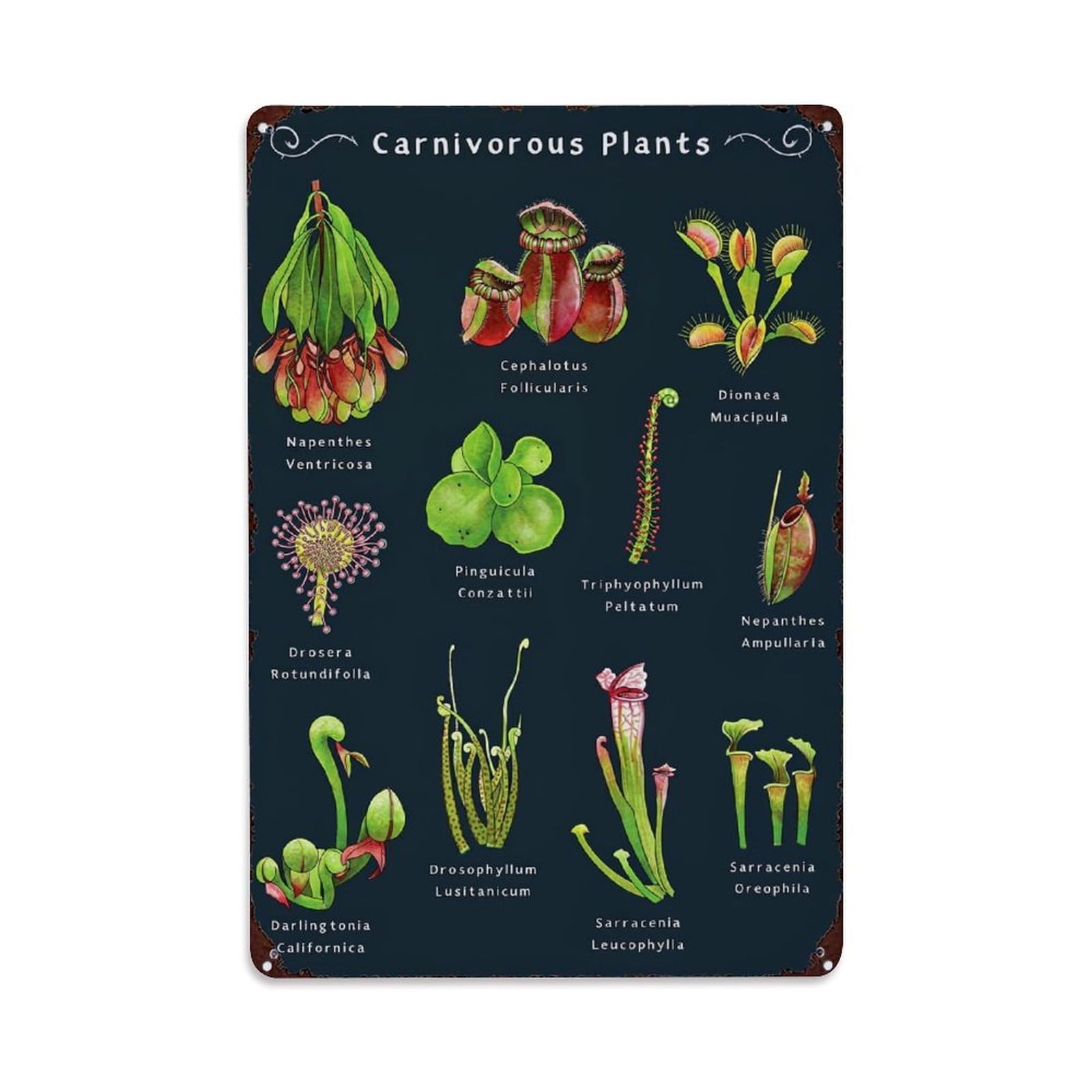 Carnivorous Plants Illustrated Chart Tin Sign Metal Poster Vintage Metal Signs for Home Man Cave Bar Cafe Kitchen laundry room Wall Decorations Gift 8x12Inch