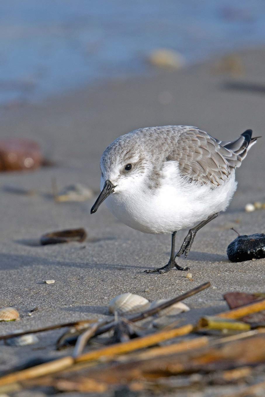 Sanderling Bird Journal (Calidris Alba): 150 page lined notebook/diary