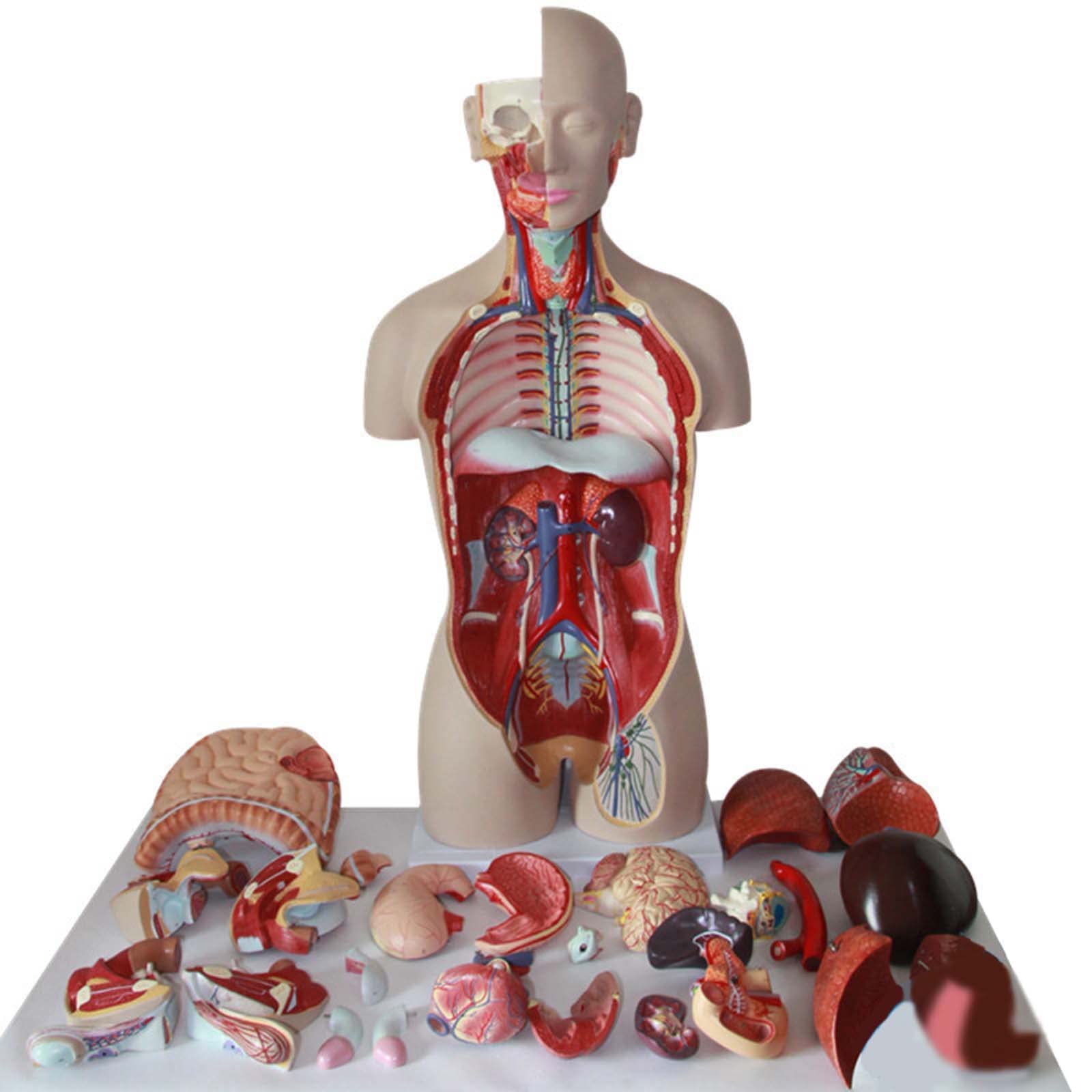 ❤教科書レベル❤ 人体模型 内部臓器再現 かわいいインテリアに ❤教科書レベル❤ 人体模型 内部臓器再現 かわいいインテリアに