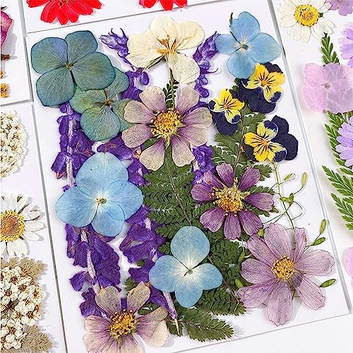 Flores secas prensadas kit 100 piezas para manualidades miniatura 6