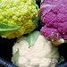 Multi-Colour Mix Cauliflower Seeds (Organic) 180 Seeds Upc 647923989212