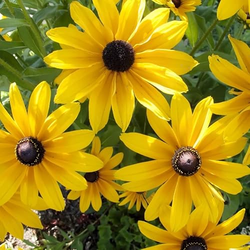Miniatura 3 de Earthcare Seeds Black Eyed Susan Rudbeckia hirta 500 semillas - Heirloom - Polinizado abierto - Hermosas semillas de flores para plantar - Atrae a