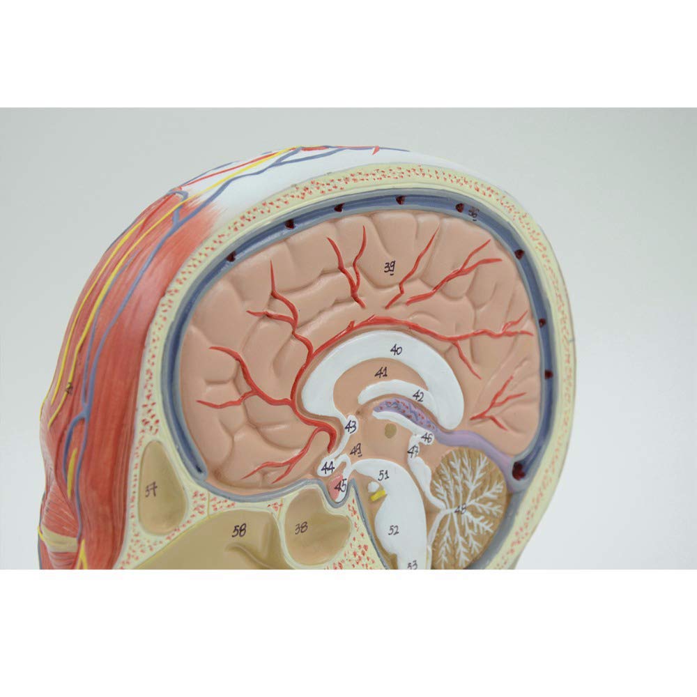 Generico Testa Umana Anatomica 1:1, Fronte-Retro Didattico | Base In Plastica Pvc, Contenente Strutture Vascolari E Nervose, Adatta Per Scuole E Ospedali