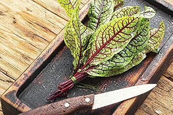 Seeds Sorrel Bloody Dock/Redvein Dock/Non GMO/Heirloom