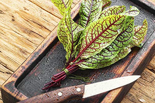 Nika Seeds - Herb Sorrel Bloody Dock Red Veined - 100 Seeds #TOP1