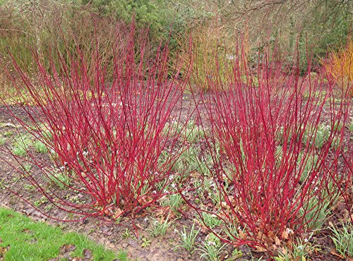 4 Red Dogwood Cuttings To Plant - No Roots, Easy To Grow #TOP1