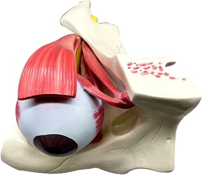 Human Eyeball and Orbit Anatomical Model - Eye Anatomy Model - Human Eye Optic Nerve and Muscle Model for Medical Teaching Learning Tool