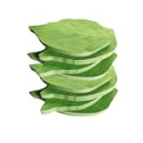 Funny live Leaf Sticky Note Pads Memo Pads Anti-Forgetting Reminder Note DIY Decoration Home Wall/Photo Wall Decoration,50 Sheets/Pad,8 Pads,400 Pages in Total