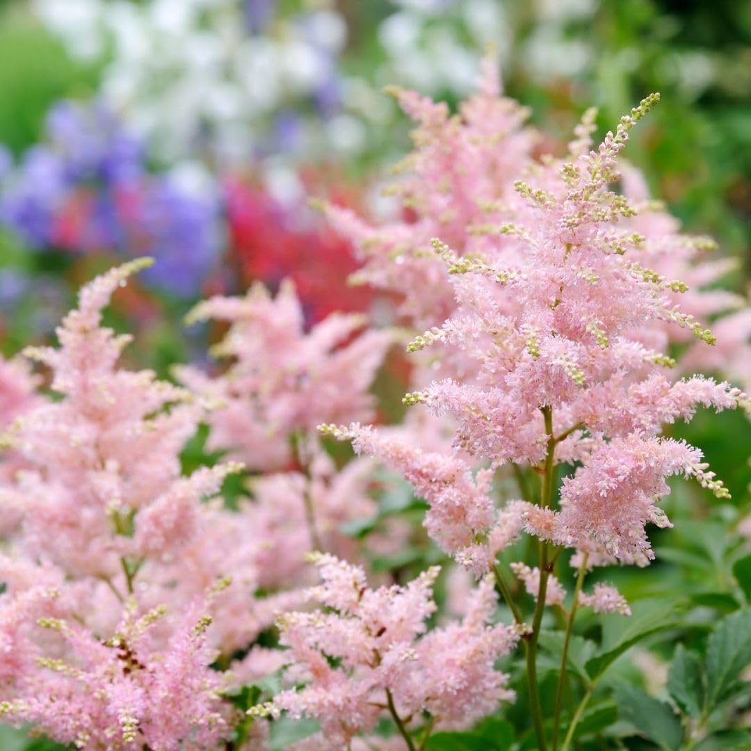 Astilbe Erika (Arendsii Hybrid) Bare Roots Ready to Plant — Hardy Perennial Astilbe with Pink Plumes for Shade Gardens | Easy-to-Grow, Deer-Resistant & Long-Lasting Blooms (3 Pack)