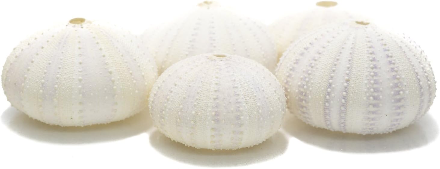 Nautical Crush Trading Sea Urchins Shells for Air Plants - 5 White Albino (1.5-2.5") Sea Urchin Shells - Hanging Air Plant Holder - Air Plants Live Holders - Air Plant Pot - No Plants Included