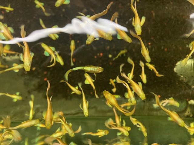 Amazon | （熱帯魚）フルゴールドグッピー 2pr （生体