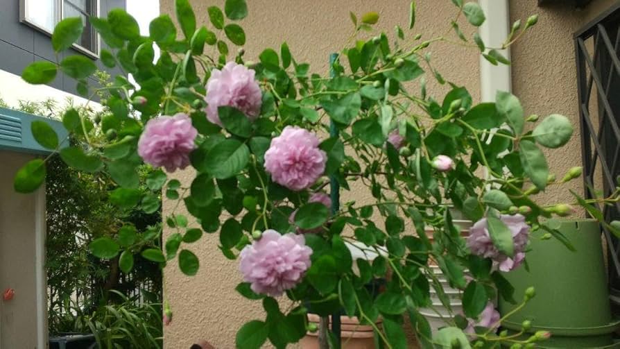 のの★薔薇と紫陽花　最高級綿100%セミダブル　クイーン仕立て直し HoshibakoWorks‧✧̣̥̇‧星箱Works on X: 