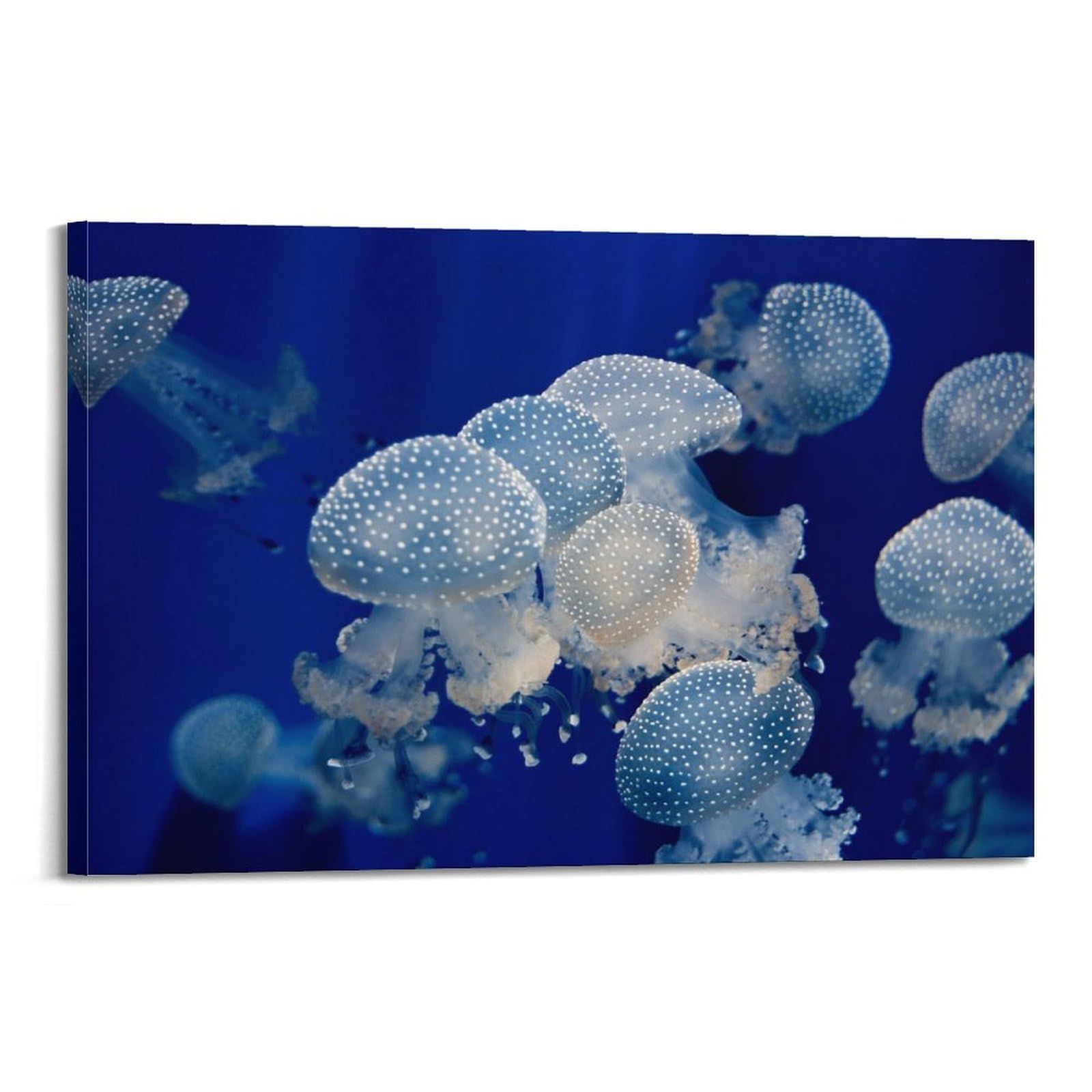 MJZLQN Marine Animal Poster Beautiful Cannonball Jellyfish Poster Decorative Painting Canvas Wall Posters And Art Picture Print Modern Family Bedroom Decor Posters 24x36inch(60x90cm)