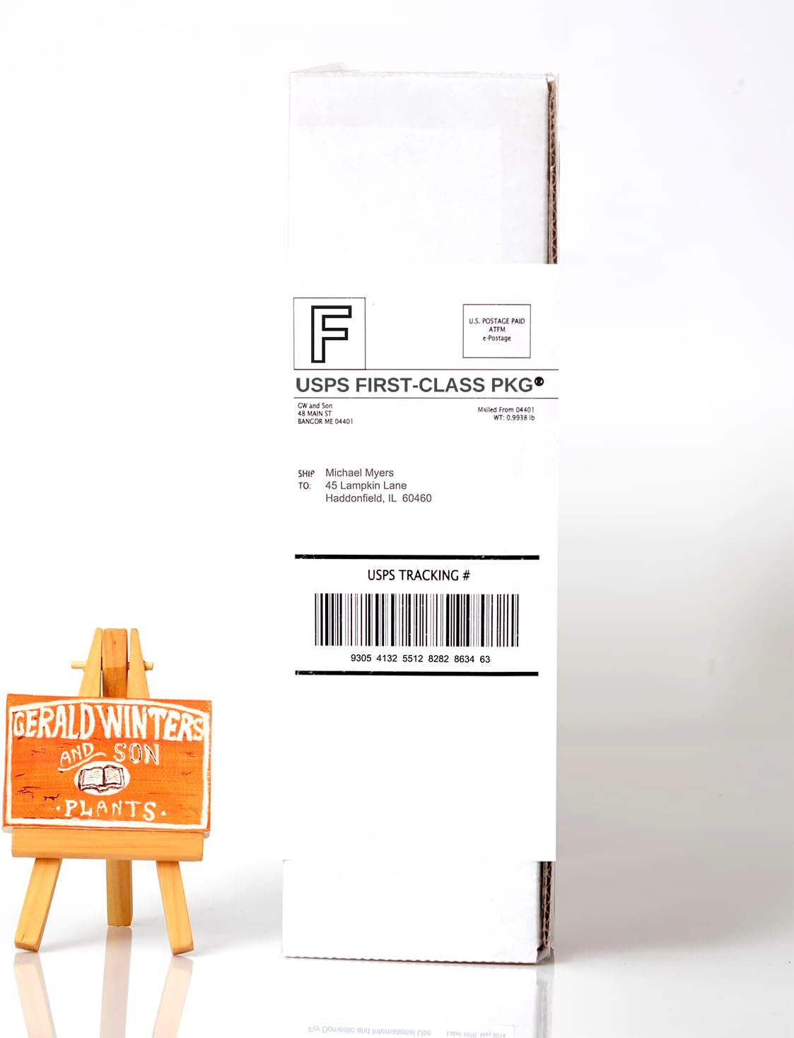 Yuzu Citrus Tree Starter Plant. Citrus Junos. 3" - 5"