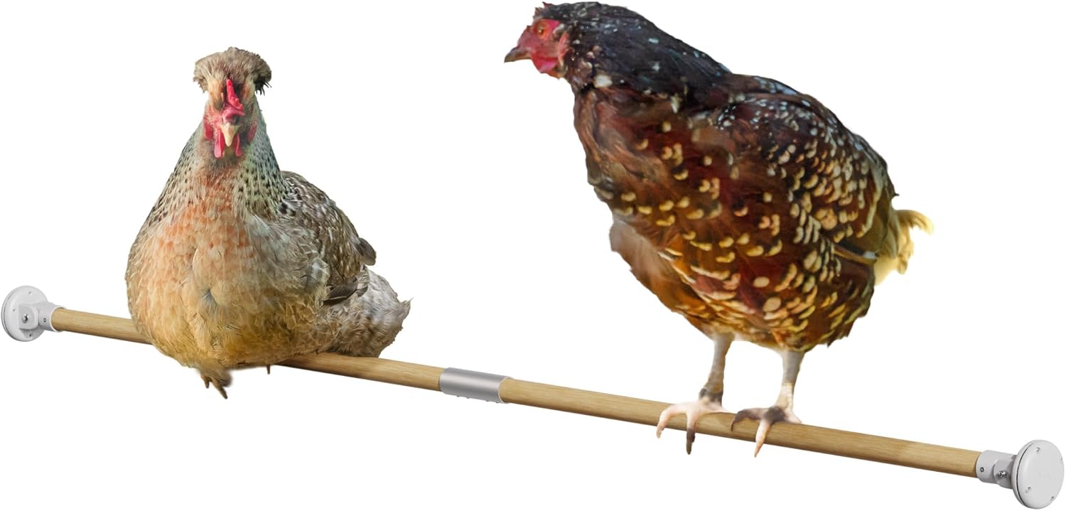 Omlet Chicken Perch | Enhance Your Outdoor Chickens Run with a Fun Accessory | Naturally Weather Resistant Perch with an Innovative Bracket Design | Eucalyptus Wood | 6ft