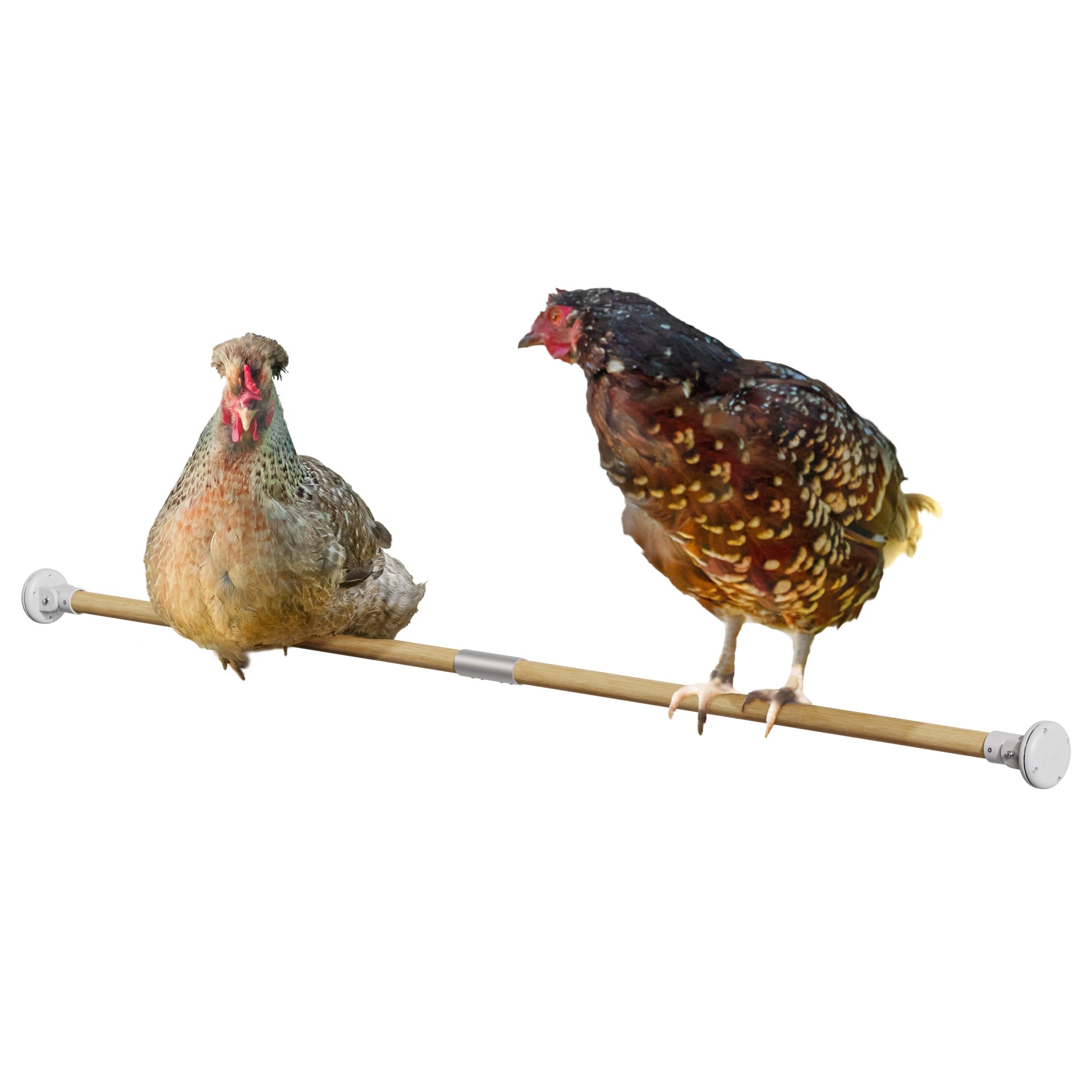 Omlet Chicken Perch | Eucalyptus Wood Roosting Bar for Poultry Runs | Weather-Resistant Outdoor Chicken Perch with Innovative Bracket Design | Fun and Durable Hen Accessory | 2m