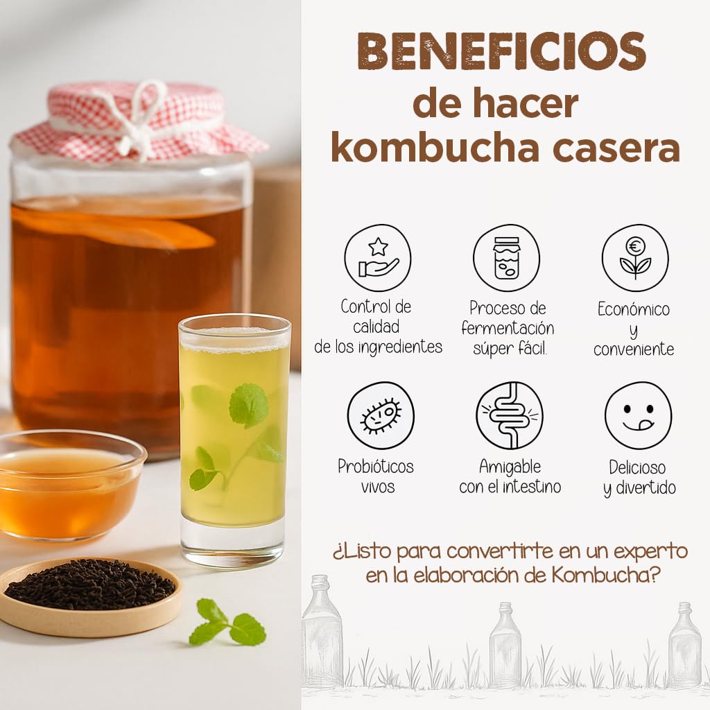 Pack 2X Disco SCOBY Kombucha Fresco + Instrucciones + Recetas + Ayuda y Asesoramiento en español - OH MY KÉFIR
