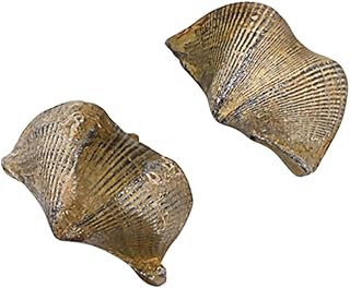 BETOOKY 2 Pçs Brinquedos De Mesa De Água Para Adornos Para Mesa De Animal Fóssil Modelo Esqueleto Realista Animal Fóssil Adorno De Mesa Fóssil De Braquiópode Amostra De Trilobita