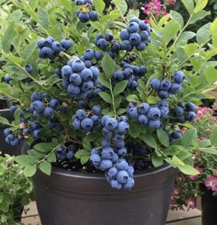 Thornless Blueberry- Heavy Crop-Self Fertile-Fully Established Bush Plant in a 2 Litre Pot - Edible Sweet Tasty Fruit-Large Dark Blueberries. Height - 45-50cm