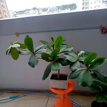 Amazon.co.jp: モモタマナ90日育成1株 屋内様に改良した苗 土付き種5個