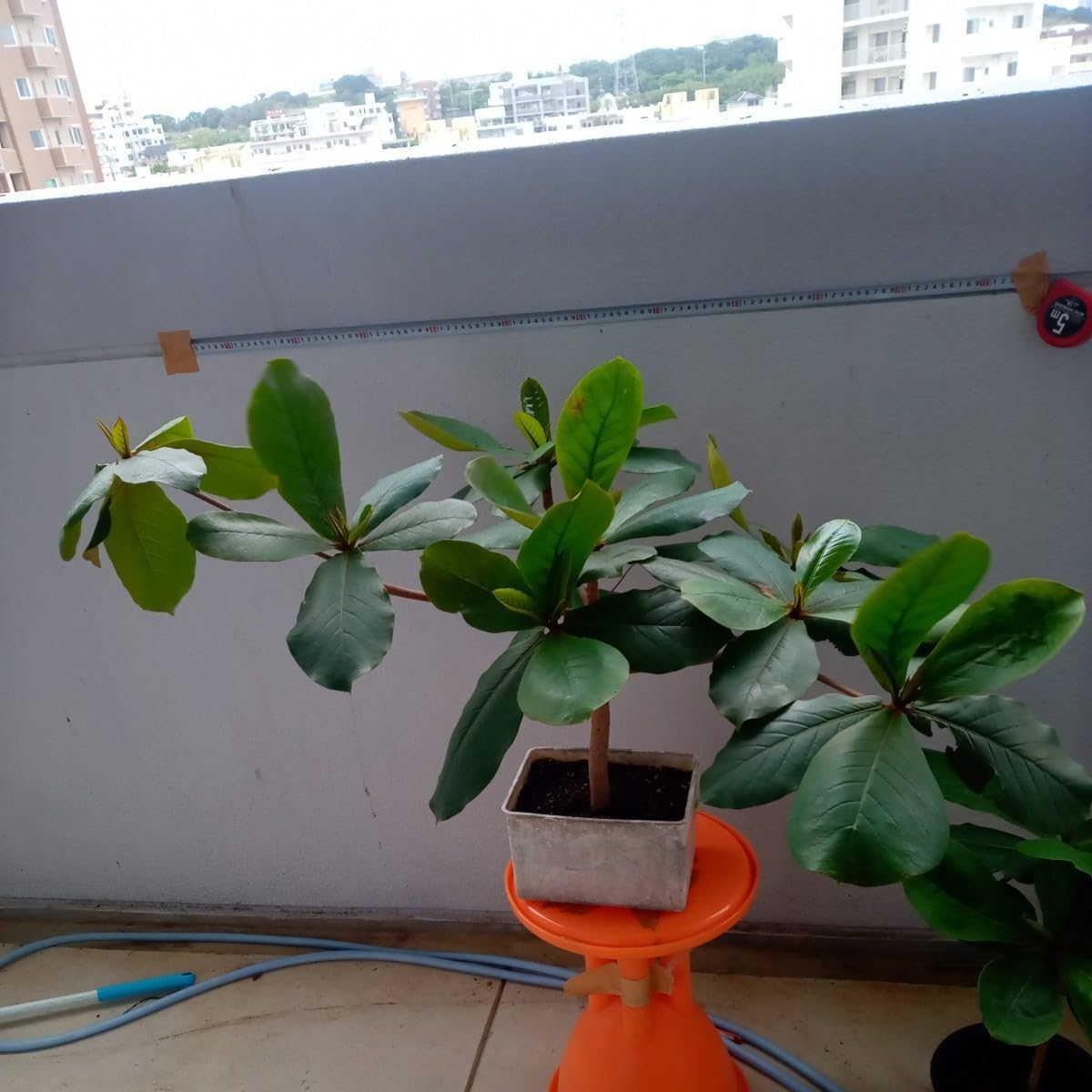 Amazon.co.jp: モモタマナ90日育成1株 屋内様に改良した苗 土付き種5個