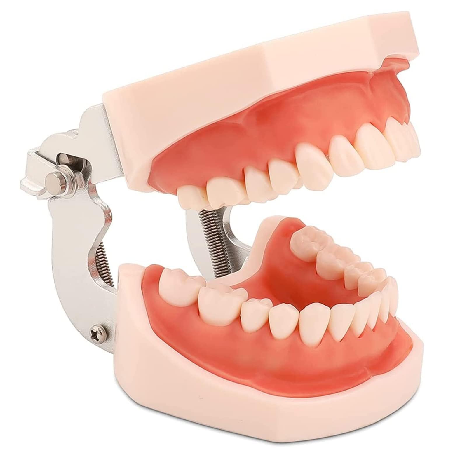 28 modelli di denti, modello di denti dentali, modello di denti rimovibili e gengive morbide, strumento di studio del modello di pianta per insegnare i denti alla pratica degli studenti di odontoiatr