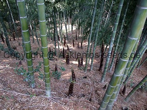 Asklepios-seeds | Moso-Bamboo, 10.000 Fresh and viable Seeds Phyllostachys pubescens/edulis (Syn.: Heteroclada/heterocycla pubescens)