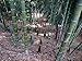 100 fresh seeds, hardy giant Moso-Bamboo, Phyllostachys pubescens / edulis, N...