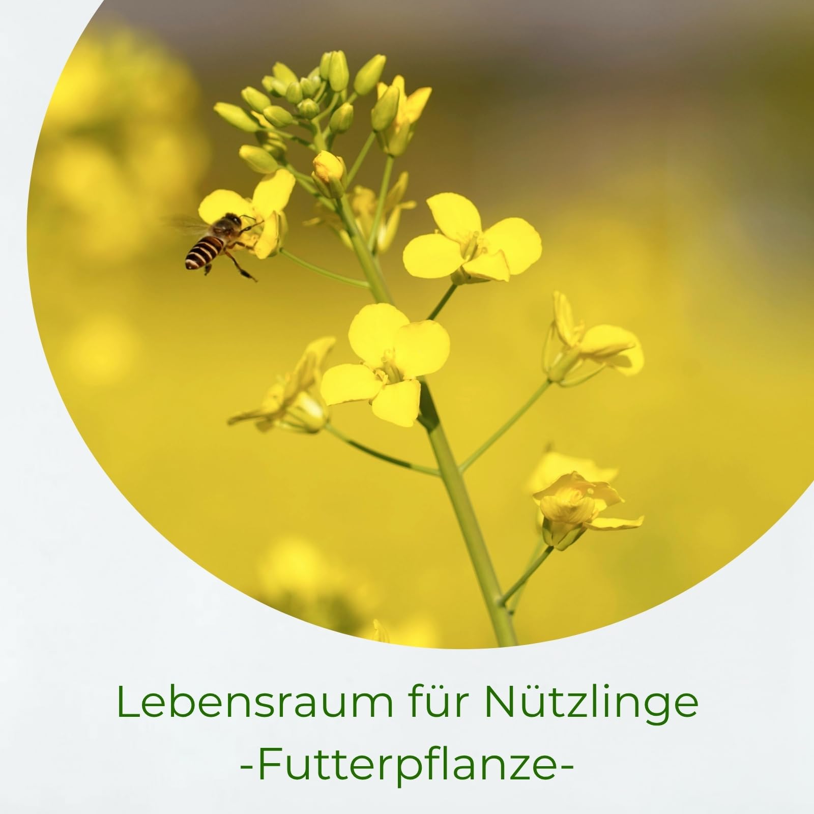 Gelbsenf, Inhalt: 10kg für ca. 2000m², schnellwüchsig, starke Bodendurchwurzelung, Nahrungsquelle für Nützlinge (Bienen & Falter), Bodenkur & Gründünger, Premium Saatgut