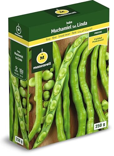 Mascarell Semillas, HABA MUCHAMIEL LINDA, Semillas Leguminosas, Fácil de Cultivar en Casa, 250 G.