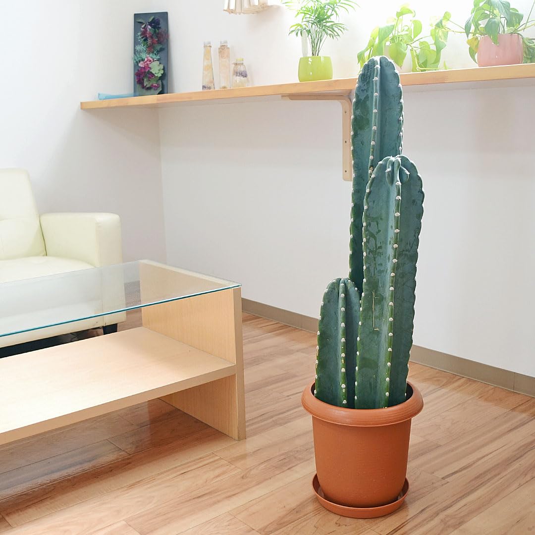 ★専用★カクタス様 カクタスdeカクタス（種類選択） | 粗品と景品の発見マーケット