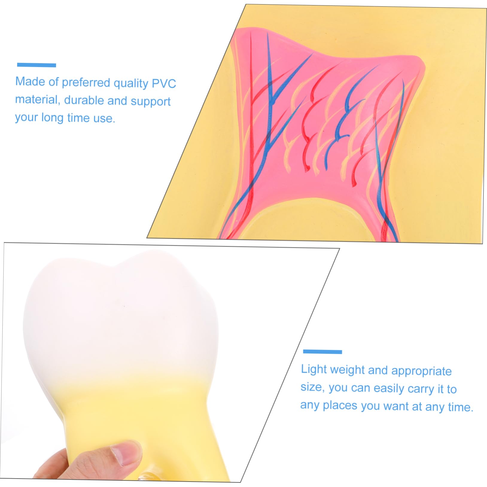 Herramienta Para Clínica Modelo Molar Para Demostración Muestra Con Detalles Realistas