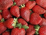 Fresh Strawberries by La Chatelaine Farms Per Pound