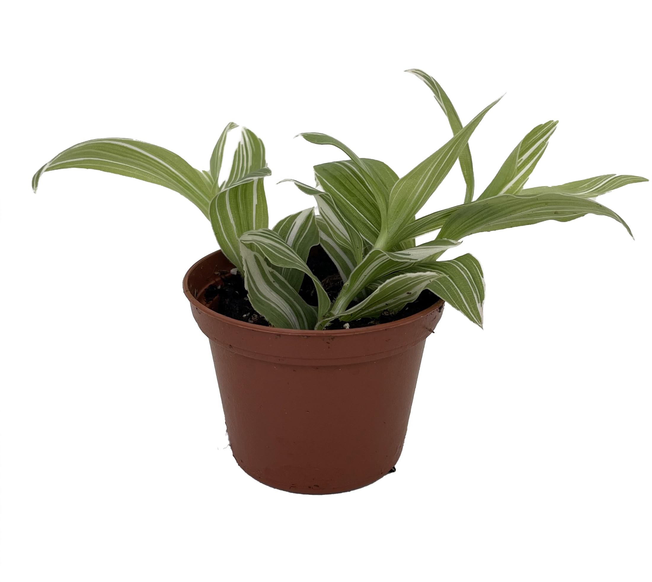 【これで品切れです】2B バイオプランタ　バイオプランツ　2袋 Amazon.com : Creme n Green Tradescantia - 2.5
