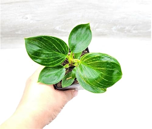OrginBud Philodendron White Princess - Rare Live House Plant in 3\"\" Pot, Stunning Foliage for Indoor Decor, green