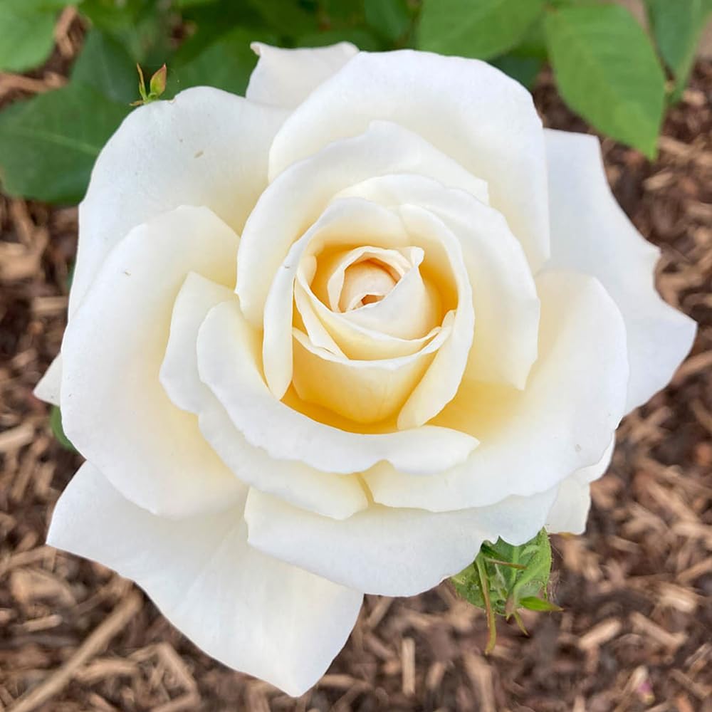 You Garden Rose Mary Berry (4L Pot)